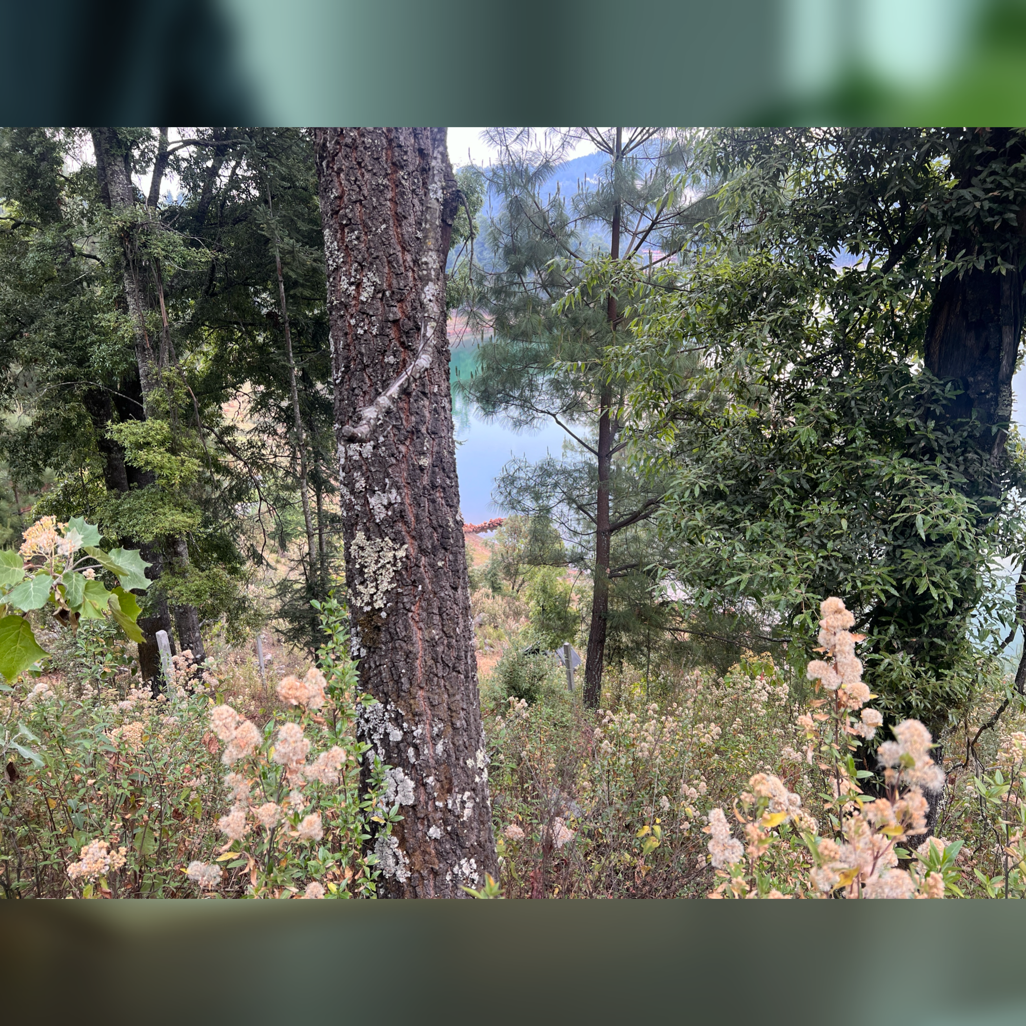 TERRENO EN LAGUNA LARGA • LOS AZUFRES MICHOACÁN